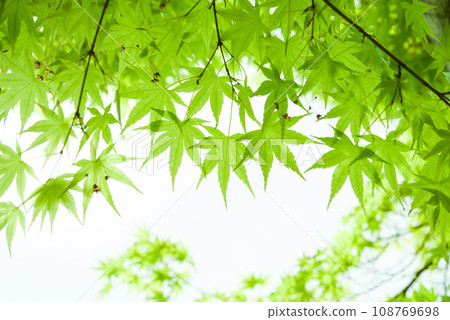 【清爽初夏形象】楓葉新綠 108769698