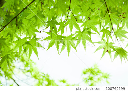 【清爽初夏形象】楓葉新綠 108769699