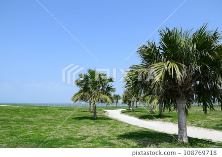 Palm trees along the coast of Okinawa 108769718