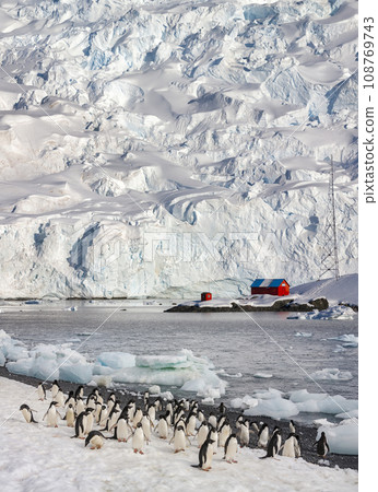 Adelie penguins - Antarctica Adelie penguins - Antarctica 108769743
