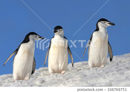 Chinstrap Penguins - South Shetland Islands - Antarctica 108769751