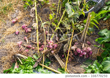 Jerusalem artichoke harvest Jerusalem artichoke harvest 108770250