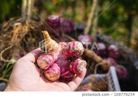 Freshly harvested red Jerusalem artichoke 108770254