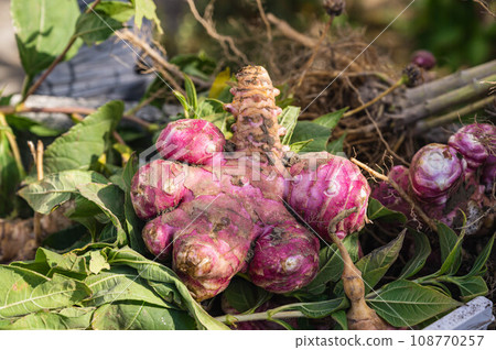 Freshly harvested red Jerusalem artichoke Freshly harvested red Jerusalem artichoke 108770257