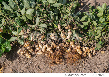 Peanut harvest Peanut harvest 108770260