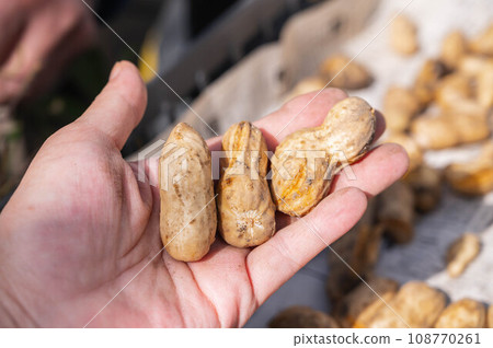 收穫的花生 收穫的花生 108770261