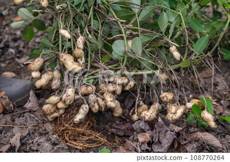 Peanut harvest 108770264