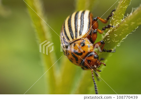 Colorado potato beetle on potato sprouts 108770439