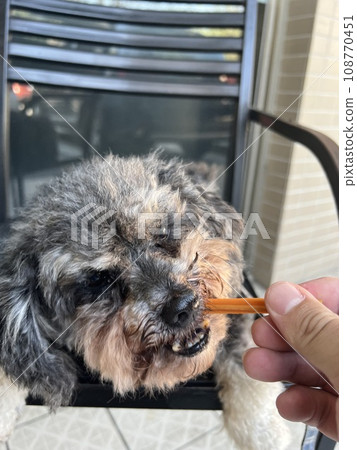 可愛的寵物貴賓狗吃零食的表情 可愛的寵物貴賓狗吃零食的表情 108770451