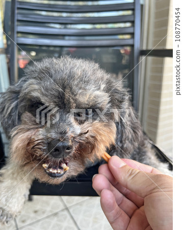 Cute pet poodle dog expression eating snacks Cute pet poodle dog expression eating snacks 108770454
