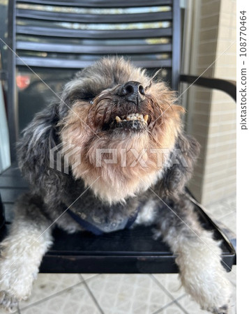 Cute pet poodle dog expression eating snacks Cute pet poodle dog expression eating snacks 108770464