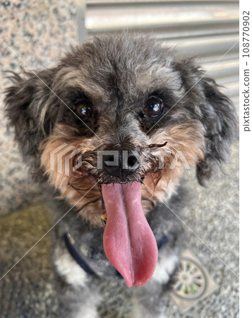 Cute poodle expression radiating heat at noon Cute poodle expression radiating heat at noon 108770902