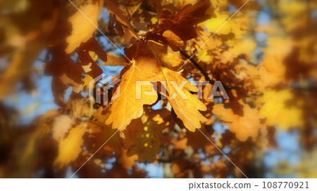 Oak branch with orange leaves in the forest in autumn. Nature background Oak branch with orange leaves in the forest in autumn. Nature background 108770921
