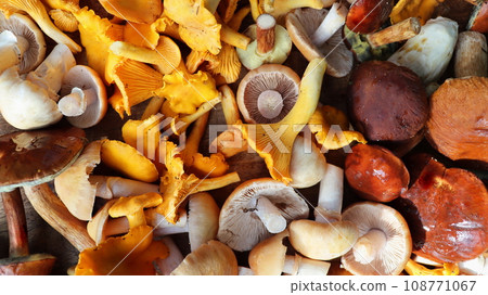 Fresh mixed of forest mushrooms on cutting board over old wooden table 108771067