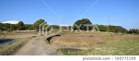 岡原花卉公園地膚 岡原花卉公園地膚 108771109
