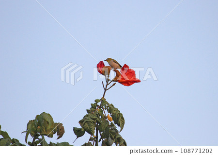 Green eyes foraging among red flowers on trees Green eyes foraging among red flowers on trees 108771202