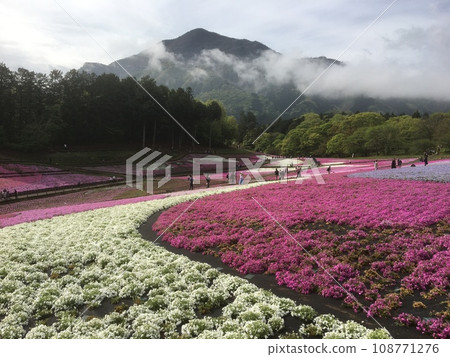 Mt. Buko jutting out from a sea of clouds and a two-tone moss phlox flowerbed of white and pink Mt. Buko jutting out from a sea of clouds and a two-tone moss phlox flowerbed of white and pink 108771276