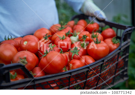 Woman holding a box of tomato crops. Fresh waxes, healthy and proper nutrition. Woman holding a box of tomato crops. Fresh waxes, healthy and proper nutrition. 108771342