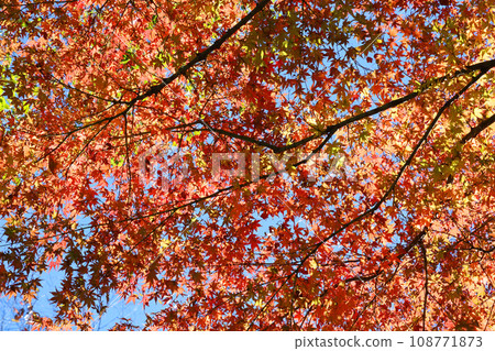 秋葉和藍天 108771873