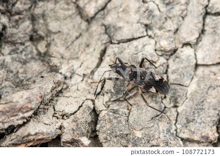 Omoun白梨 108772173