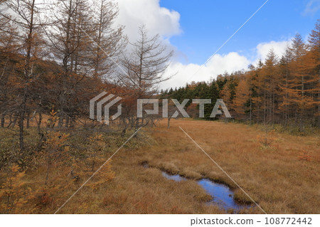 Autumn scenery of autumn leaves on Mt. Nyukasa (Oabara Wetland / October 2023) 108772442