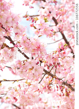 河津櫻花 河津櫻花 108772556