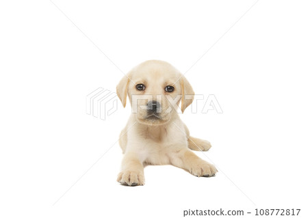 puppy labrador isolated on white background 108772817
