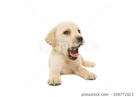 puppy labrador isolated on white background 108772821