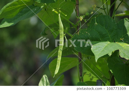 How kidney beans grow 108773309