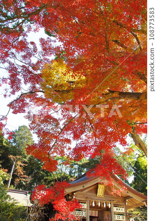 Autumn leaves at Kamado Shrine 108773583