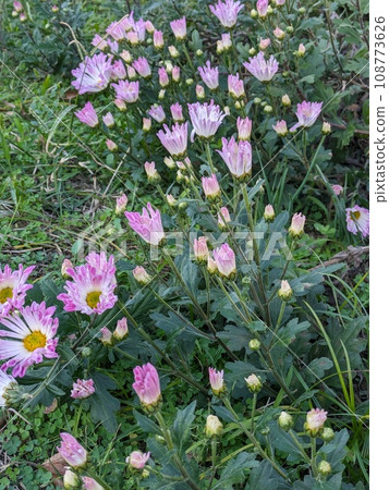 粉紅色的噴霧 giku 花盛開在秋天的花園裡 108773626