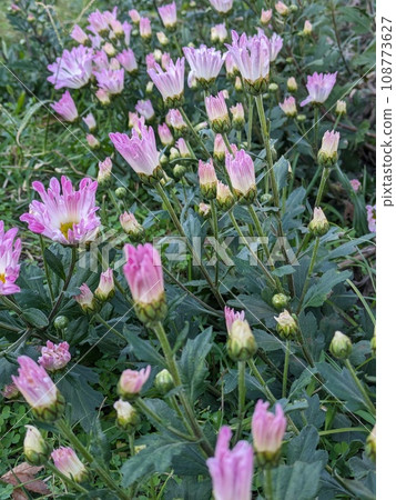 粉紅色的噴霧 giku 花盛開在秋天的花園裡 108773627