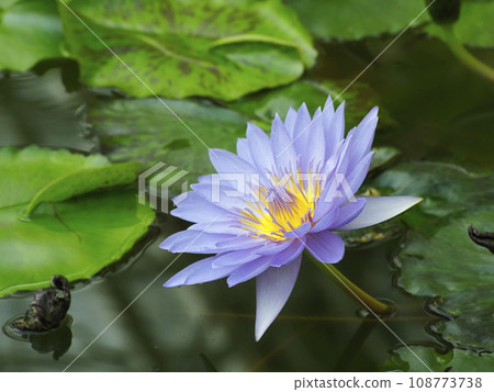 Tropical lire flowers Tropical lire flowers 108773738