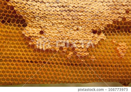 Fresh honey in cells as background. Close up view of honeycomb with sweet honey.. Fresh honey in cells as background. Close up view of honeycomb with sweet honey.. 108773973