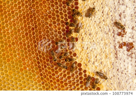 Working bees on the yellow honeycomb with sweet honey.. 108773974