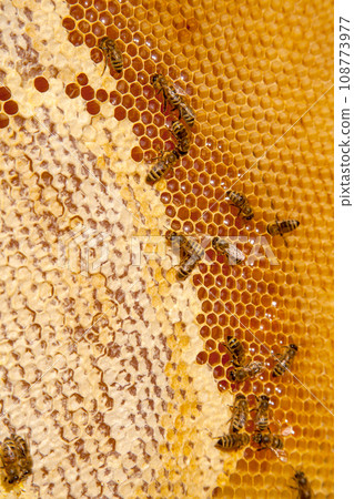 Working bees on the yellow honeycomb with sweet honey.. Working bees on the yellow honeycomb with sweet honey.. 108773977