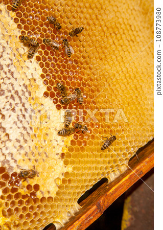 Working bees on the yellow honeycomb with sweet honey.. Working bees on the yellow honeycomb with sweet honey.. 108773980