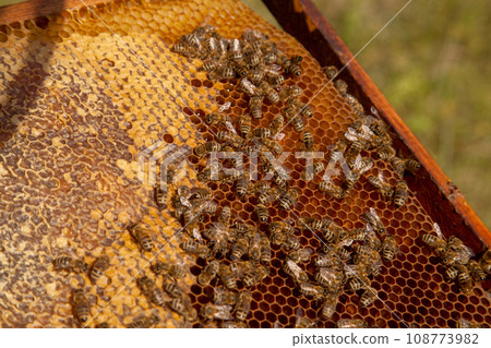 Working bees on the brown honeycomb with sweet honey.. Working bees on the brown honeycomb with sweet honey.. 108773982
