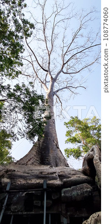Ta Prohm temple tree Ta Prohm temple tree 108774060