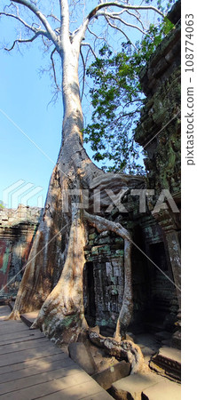 Ta Prohm temple tree Ta Prohm temple tree 108774063