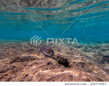 Surgeon fish or sohal tang fish (Acanthurus sohal) at the Red Sea coral reef.. Surgeon fish or sohal tang fish (Acanthurus sohal) at the Red Sea coral reef.. 108774067