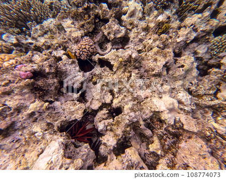 Underwater life of reef with corals and tropical fish. Coral Reef at the Red Sea, Egypt. Underwater life of reef with corals and tropical fish. Coral Reef at the Red Sea, Egypt. 108774073
