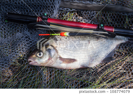 Big freshwater common bream (Abramis brama) with float rod on black fishing net.. 108774079