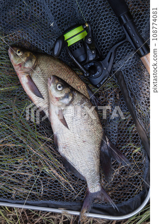 Two big freshwater common bream commonly known as Abramis Brama and fishing rod with reel on black fishing net.. 108774081