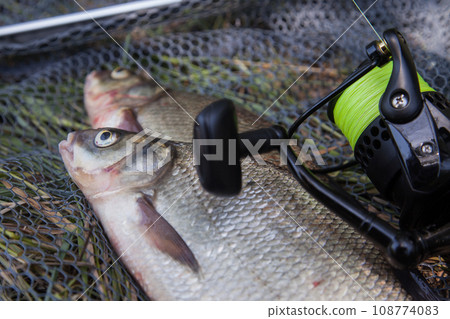 Two big freshwater common bream commonly known as Abramis Brama and fishing rod with reel on black fishing net.. Two big freshwater common bream commonly known as Abramis Brama and fishing rod with reel on black fishing net.. 108774083