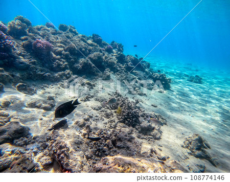 Underwater life of reef with corals and tropical fish. Coral Reef at the Red Sea, Egypt. Underwater life of reef with corals and tropical fish. Coral Reef at the Red Sea, Egypt. 108774146
