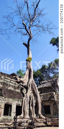 塔普倫寺樹 108774156