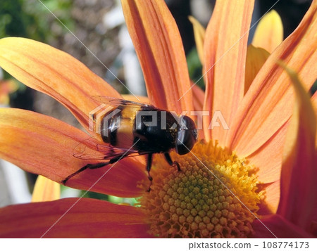 Giant hoverfly (Akita City, 11/9) 108774173