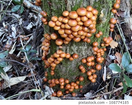 Nameko (Shimohama Hatta, Akita City, 11/9) 108774185