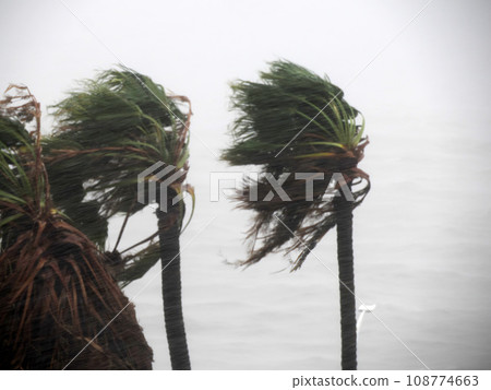Strong wind during Hurricane Norma October 2023 La Paz Baja California Sur Strong wind during Hurricane Norma October 2023 La Paz Baja California Sur 108774663